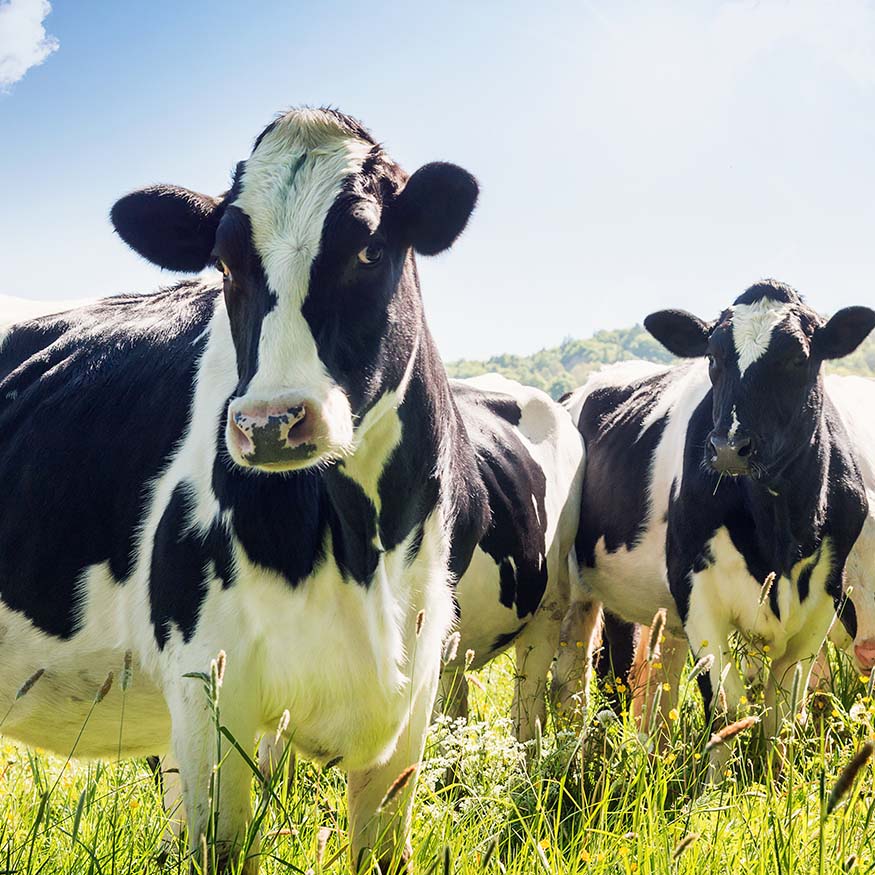 image of cows on a farm